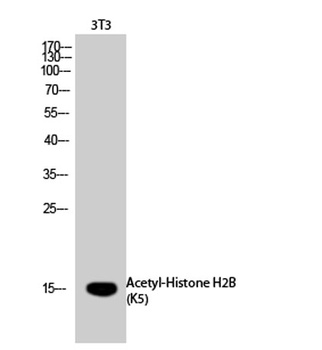 Histone H2B (Acetyl Lys5) rabbit pAb