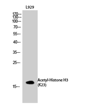 Histone H3 (Acetyl Lys23) antibody