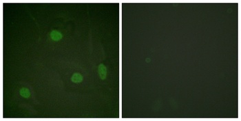 Histone H3 (Acetyl Lys23) rabbit pAb