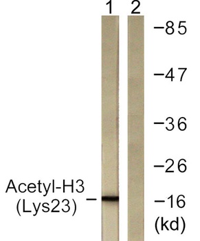Histone H3 (Acetyl Lys23) antibody