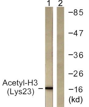Histone H3 (Acetyl Lys23) rabbit pAb