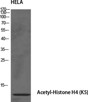 Histone H4 (Acetyl Lys5) antibody