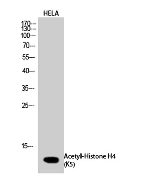 Histone H4 (Acetyl Lys5) antibody