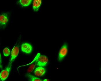 Histone H4 (Acetyl Lys8) rabbit pAb Antibody