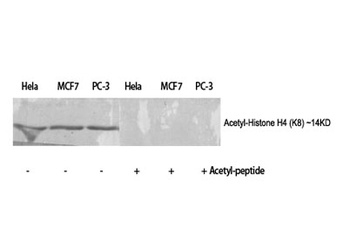 Histone H4 (Acetyl Lys8) antibody