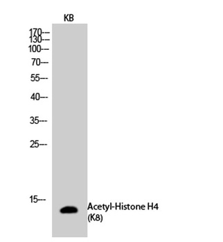 Histone H4 (Acetyl Lys8) antibody