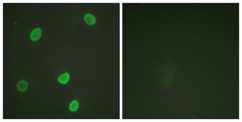 Histone H4 (Acetyl Lys8) antibody