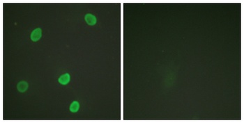 Histone H4 (Acetyl Lys8) rabbit pAb
