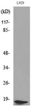 Acetyl eIF5A/eIF5A2 (K47) antibody