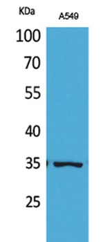 Ref-1 (Acetyl Lys6) antibody