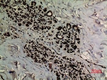 Ref-1 (Acetyl Lys6) rabbit pAb