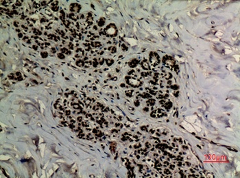 Ref-1 (Acetyl Lys6) antibody