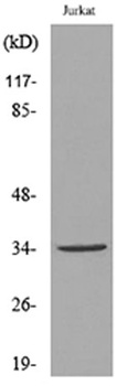 Ref-1 (Acetyl Lys7) antibody