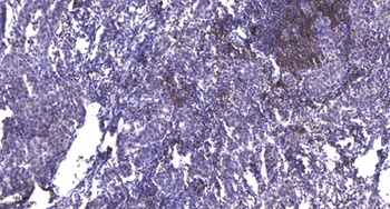 Ref-1 (Acetyl Lys7) rabbit pAb