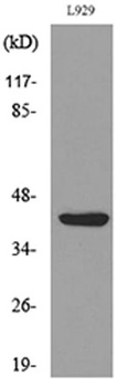 E2F-4 (Acetyl Lys96) rabbit pAb