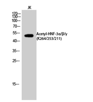 HNF-3α/β/γ (Acetyl Lys264/253/211) rabbit pAb