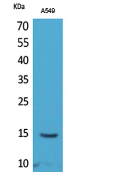 Histone H2B (Acetyl Lys126) rabbit pAb