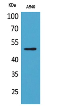 EF-1 α1/2 (Acetyl Lys41) rabbit pAb