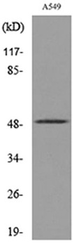 EF-1 alpha1/2 (Acetyl Lys41) antibody