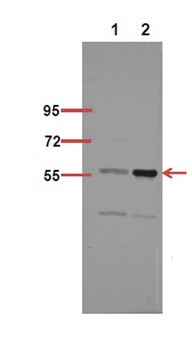 NFκB-p65 (Acetyl Lys218) rabbit pAb