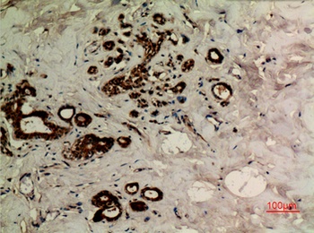 Tubulin α (Acetyl Lys40) rabbit pAb