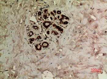 Tubulin α (Acetyl Lys40) rabbit pAb
