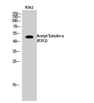 Tubulin alpha (Acetyl Lys352) antibody