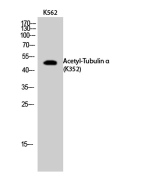 Tubulin α (Acetyl Lys352) rabbit pAb