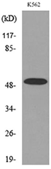 Tubulin alpha (Acetyl Lys352) antibody