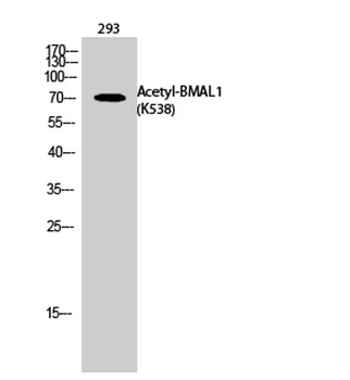 BMAL1 (Acetyl Lys538) rabbit pAb