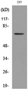 BMAL1 (Acetyl Lys538) rabbit pAb