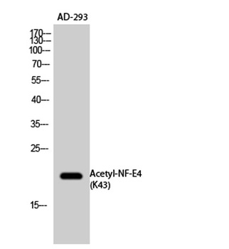 NF-E4 (Acetyl Lys43) rabbit pAb Antibody