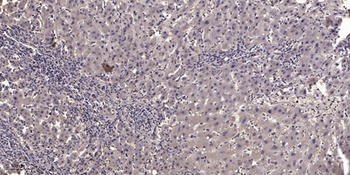 NF-E4 (Acetyl Lys43) rabbit pAb Antibody