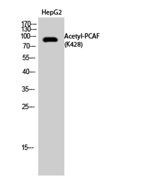 PCAF (Acetyl Lys428) rabbit pAb