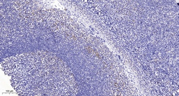 PTEN (Acetyl Lys402) rabbit pAb