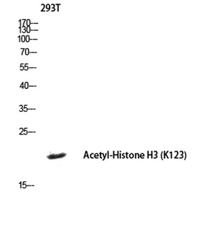 Histone H3 (Acetyl Lys123) rabbit pAb