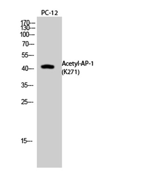 AP-1 (Acetyl Lys271) rabbit pAb Antibody