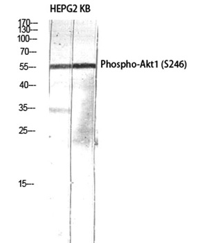 Akt1 (phospho Ser246) rabbit pAb