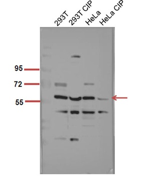Akt1 (phospho Ser246) rabbit pAb