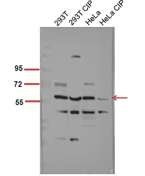 Akt1 (phospho-Ser246) antibody