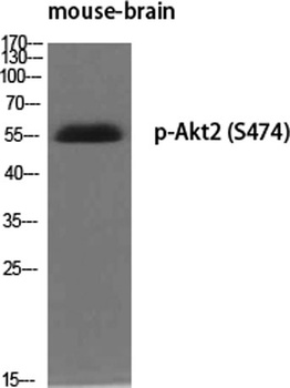 Akt2 (phospho Ser474) rabbit pAb Antibody