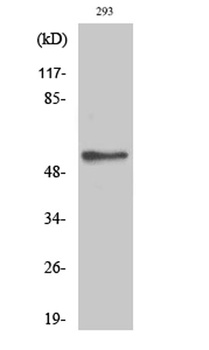 Akt2 (phospho Ser474) rabbit pAb Antibody