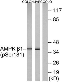 AMPKbeta1 (phospho-Ser182) antibody