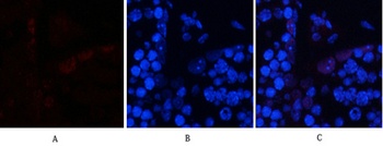 AP-1 (phospho Ser63) rabbit pAb