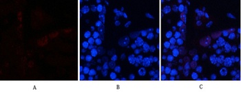 AP-1 (phospho-Ser63) antibody