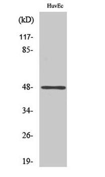 AP-1/Jun D (phospho-Ser73/100) antibody