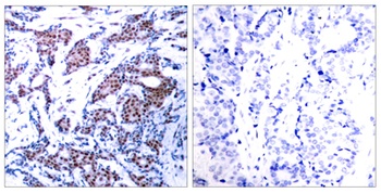 AP-1/Jun D (phospho Ser73/100) rabbit pAb