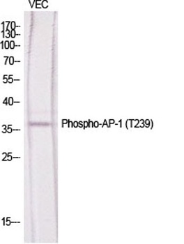 AP-1 (phospho Thr239) rabbit pAb