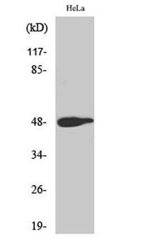 AP-1 (phospho-Thr239) antibody