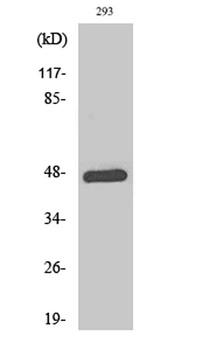 AP-1 (phospho-Thr93) antibody